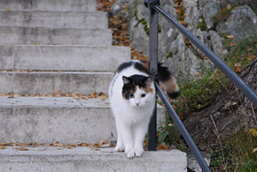 ねこ